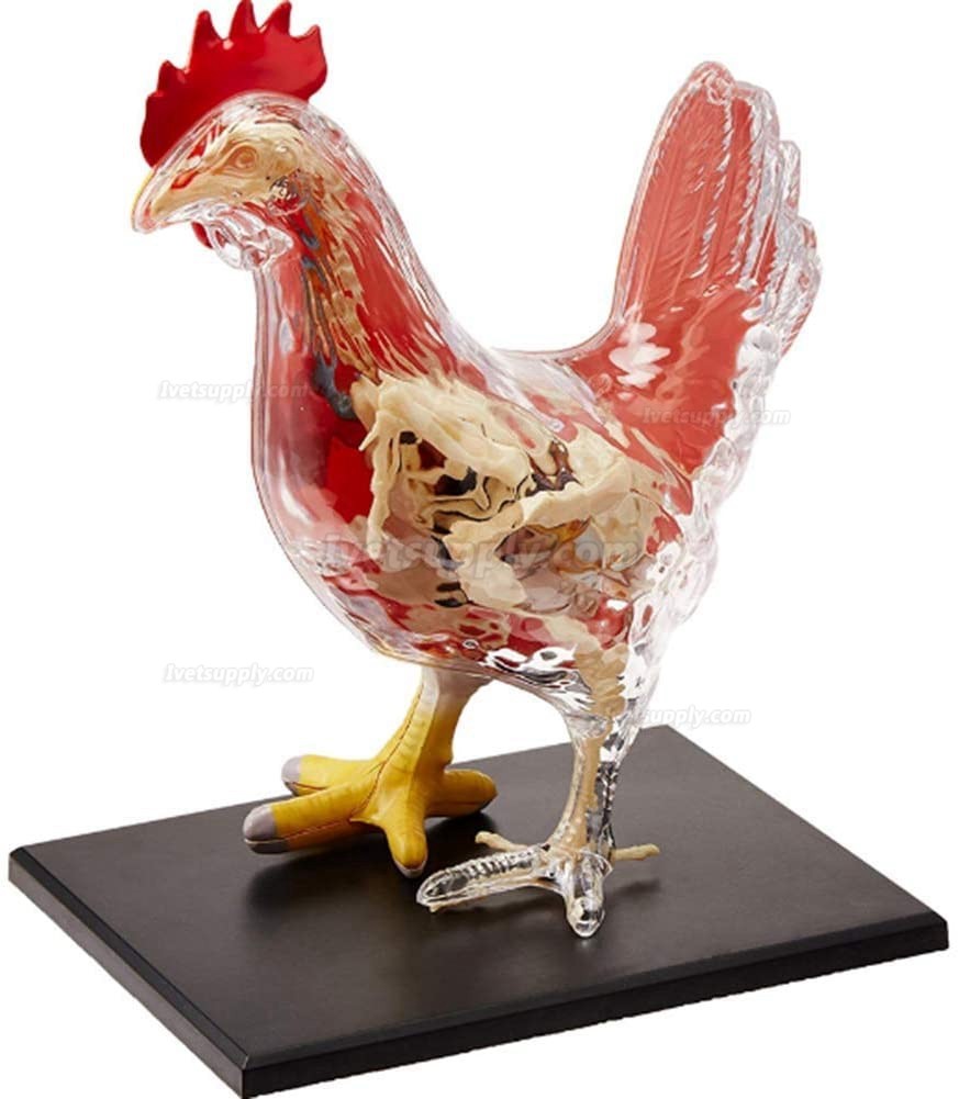 Chicken Skeleton & Anatomy Model Kit Detachable 32 Parts Animal Biology Medical Teaching Model